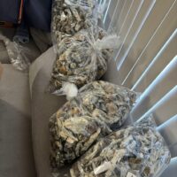 Penis Envy Magic Mushrooms