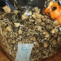 Liberty Cap Mushrooms