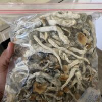 Golden Teacher Magic Mushrooms