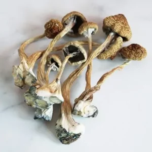 magic mushshrooms pic uk