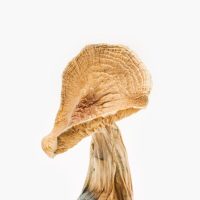 African Kobe Magic Mushrooms