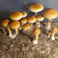 Golden Teacher Spores