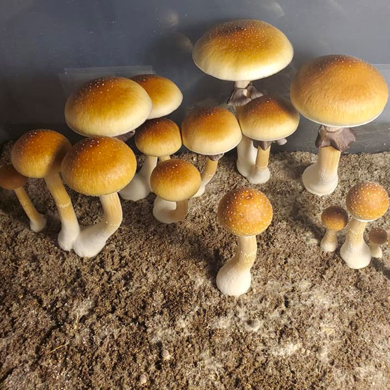 Golden Teacher Spores