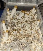 Liberty Cap spores