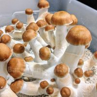mushroom spores in the United Kingdom. Our extensive range of spores is perfect for both novice and experienced growers