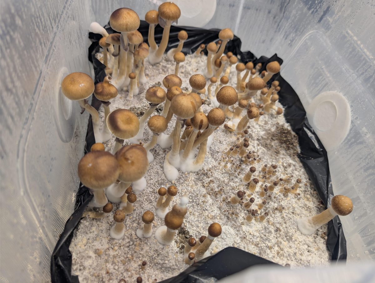 Cubensis Mushrooms for Sale