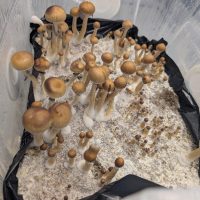 Psilocybe Cubensis spores