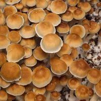 Mexican Mushroom Spores