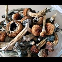 Dried Magic Mushrooms