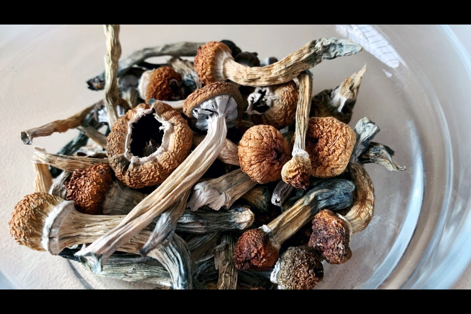 Dried Magic Mushrooms
