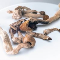 Amazonian Psilocybin Mushrooms