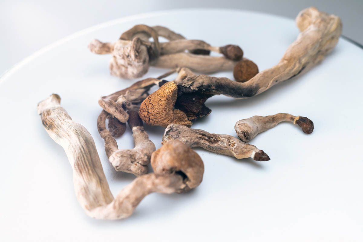 Amazonian Psilocybin Mushrooms