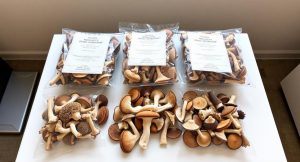 PSILOCYBIN MUSHROOMS UK