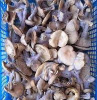 Blue Foot Mushroom