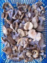 Blue Foot Mushroom