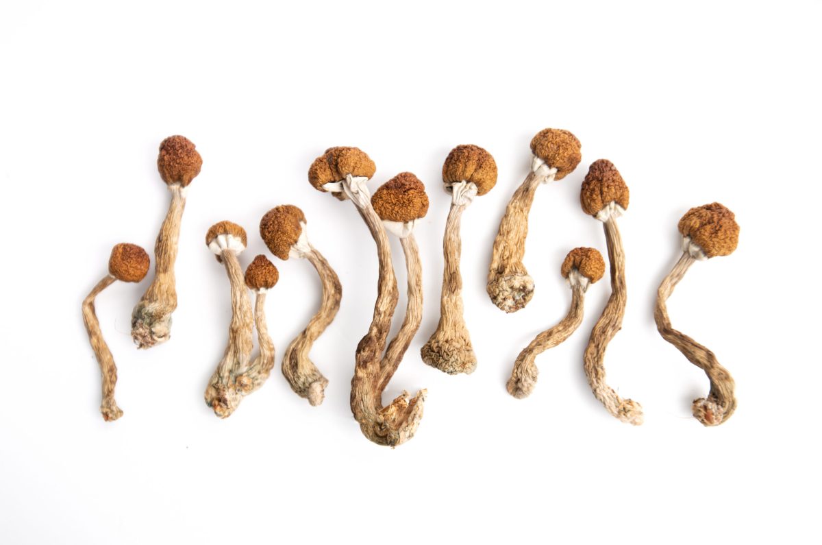 magic mushrooms for sale