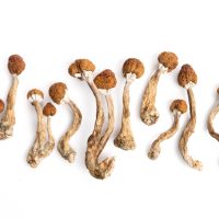 Blue Troops Mushrooms