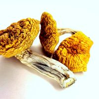 Burmese Dream Mushrooms