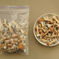 Liberty Cap Mushrooms