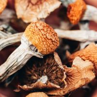 Psilocybe Azurescens Mushroom