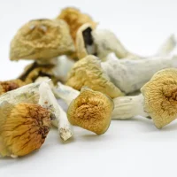 Blue Goba Mushrooms