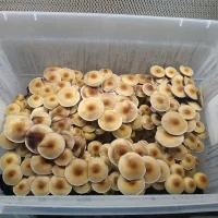 Blue Meanie spores