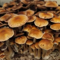 B+ Mushroom Spores
