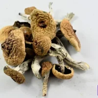 Blue Meanies Mushrooms