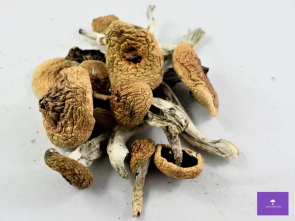 Blue Meanies Mushrooms