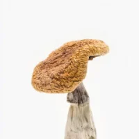 Cloud Walker Mushroom