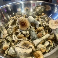 Golden Teacher Mushrooms