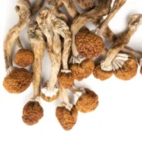 Martinique Psilocybin Mushrooms