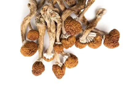 Martinique Psilocybin Mushrooms