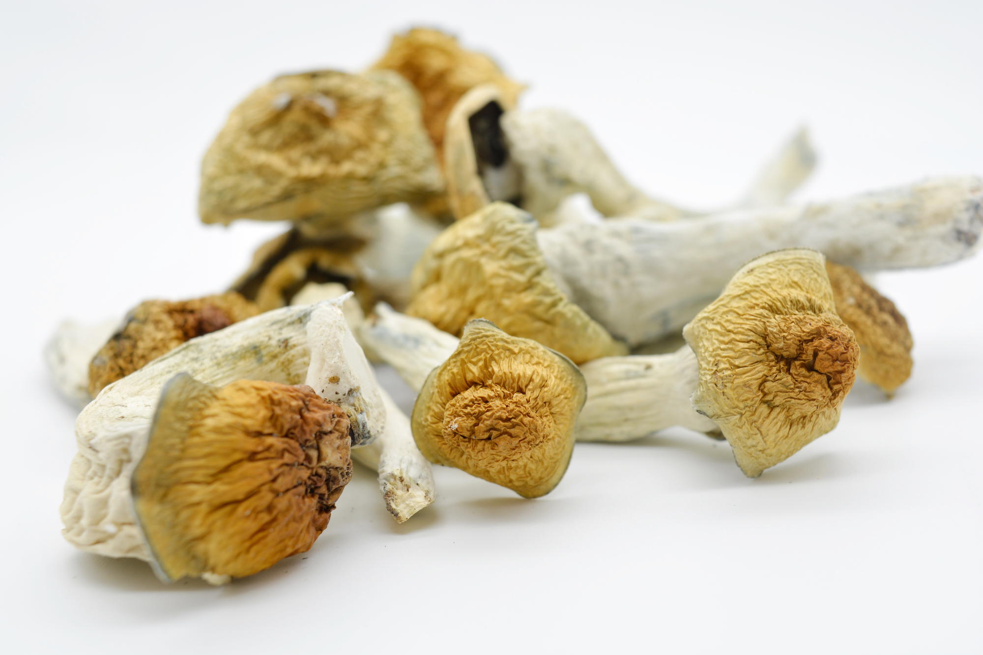 Penis Envy Mushrooms