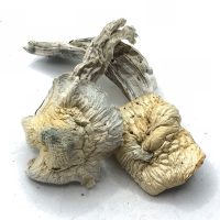 Avery’s Albino Magic Mushrooms